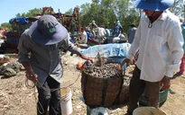 Món ngon từ mỏ vịt - Đặc sản dân dã vùng biển Tiền Giang