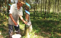 Lâm Đồng hạn chế phát triển diện tích cao su