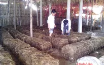 Nghệ An đào tạo nghề cho 292.500 lao động nông thôn