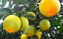 Hé lộ quy trình trồng cam Vinh