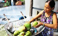 Bọ trĩ gây thiệt hại nặng ở vùng trồng xoài Cam Lâm, Khánh Hòa