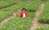 Quảng Bình quy hoạch gần 1.600ha rừng trồng gỗ lớn