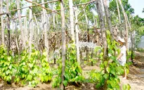 Gìn giữ nét văn hóa truyền thống Việt với những vườn trầu cau