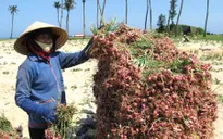 Nông dân Lý Sơn tất bật vào mùa thu hoạch tỏi