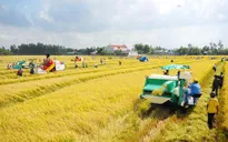 Quảng Ngãi: Xây dựng 59 cánh đồng mẫu lớn