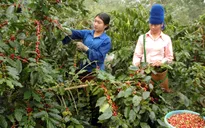 Sẽ tôn vinh nông dân tiêu biểu tại Lễ hội cà phê 2017