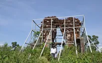 Quảng Nam: Bảo vệ khẩn cấp di tích Phật viện Đồng Dương