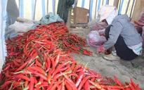 Quảng Ngãi: Giá ớt tươi giảm từ đầu vụ