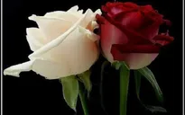 Vu lan, đọc thơ rưng rưng nhớ về cha mẹ