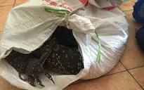 Hà Nội: Bắt giữ 2 đối tượng vận chuyển trái phép tê tê và kỳ đà