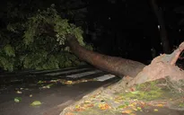 Mưa lớn, cây xanh ngã đổ hàng loạt trên đường TP.HCM