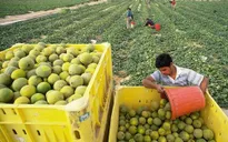 Từ bỏ áp lực công việc, nhiều lãnh đạo đi làm nông dân ở Israel