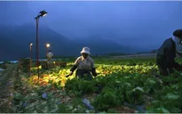 Mô hình bảo vệ quyền lợi lao động thời vụ tại Hàn Quốc, Nhật Bản