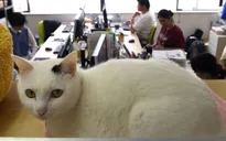 Đưa mèo đi làm - Giải pháp mới xả stress ở công sở Nhật Bản