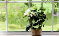 Những loại cây đặt trong phòng tốt cho giấc ngủ của bạn