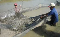 Khẩn trương quy hoạch hệ thống thủy lợi nuôi tôm vùng ĐBSCL