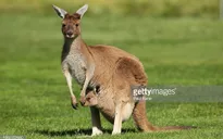 Australia cho bắn bớt kangaroo để bảo vệ nông nghiệp