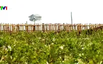 Kè mềm - Giải pháp chống xói lở biển khu vực ĐBSCL