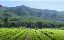 Nông dân Nam Trung Bộ ồ ạt trồng keo