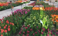 Mê mẩn sắc hoa tulip tại Hà Lan