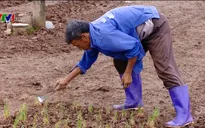 Cách khắc phục cây vụ Đông sau mưa ngập