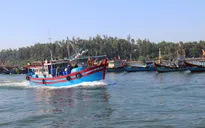 Quảng Bình kiểm soát khai thác hải sản tận diệt
