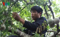 Khai hội hái quả Mộc Châu 2017