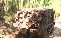 Vì sao tồn tại con đường khai thác gỗ tại Khánh Hòa?