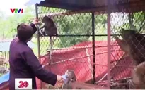 Việc tử tế: Mái nhà đặc biệt của những chú khỉ