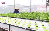 Nông dân Đà Lạt trồng rau xanh... bằng không khí