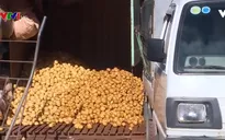 Giảm lượng khoai tây Trung Quốc nhập vào Đà Lạt