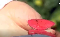 Israel trồng thành công khoai tây biến đổi gen màu đỏ