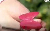 Israel: Cây trồng biến đổi gen mang giá trị dinh dưỡng cao