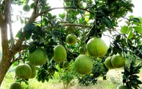 Bưởi Đoan Hùng gặp khó về nhận diện thương hiệu