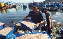 Ngư dân Hà Tĩnh trúng đậm mùa ruốc đầu xuân
