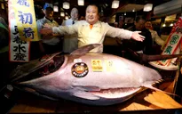 Ông vua cá ngừ Nhật Bản lo ngại chợ cá Tsukiji khó giữ nét truyền thống