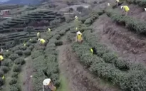 Chiêm ngưỡng những đồi trà trắng nhìn từ máy bay không người lái