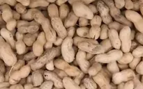 Trẻ em nên ăn lạc sớm để tránh dị ứng