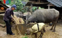 Lai Châu phòng chống rét cho gia súc