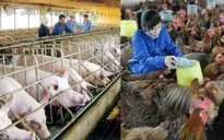 “Siết” doanh nghiệp nhập khẩu kháng sinh
