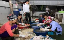 Cơ sở giết mổ gia cầm sử dụng chất lạ để làm lông vịt tại Cần Thơ