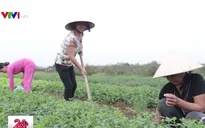 Nghĩa Trai - “Làng dược liệu” độc nhất vô nhị ở Việt Nam