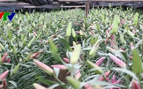 Tết lo âu ở làng hoa Tây Tựu