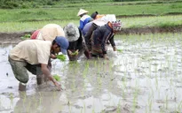 Các địa phương khu vực Bắc Bộ bắt đầu lấy nước vụ Đông Xuân