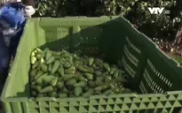 Nông dân châu Âu vào mùa thu hoạch lê, táo