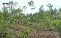 Khởi tố đối tượng tàn phá 3000 m2 rừng thông đặc dụng tại Huế