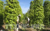 Cảnh báo tư thương Trung Quốc đẩy "giá ảo" thu mua hồ tiêu