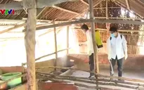 Xuất hiện ổ dịch lở mồm long móng ở Cà Mau
