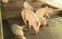 Cà Mau tiêu hủy lợn do lở mồm long móng
