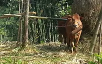 Cả nước có 7 ổ dịch lở mồm long móng